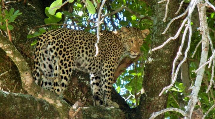 3 Night, 4 Day Tented Lodge Kruger Safari