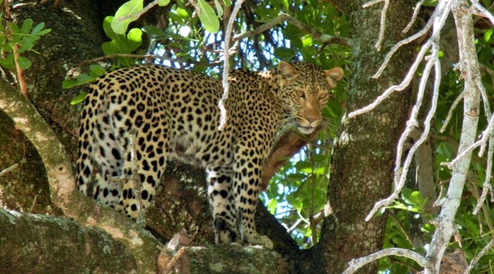 2 Night, 3 Day Tremisana Lodge Kruger Safari