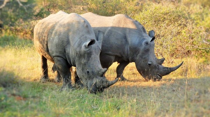 2 Night, 3 Day Tremisana Lodge Kruger Safari
