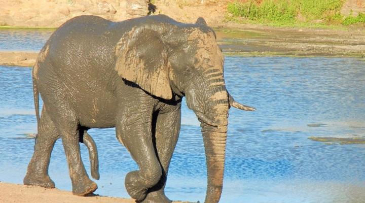 3 Night, 4 Day Tented Lodge Kruger Safari