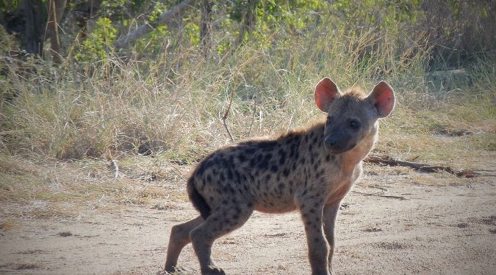 3 Night, 4 Day Marc's Treehouse Kruger Safari