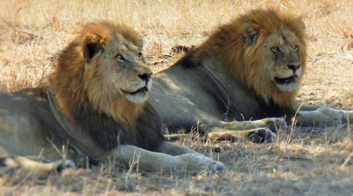 2 Night, 3 Day Marc's Treehouse Kruger Safari