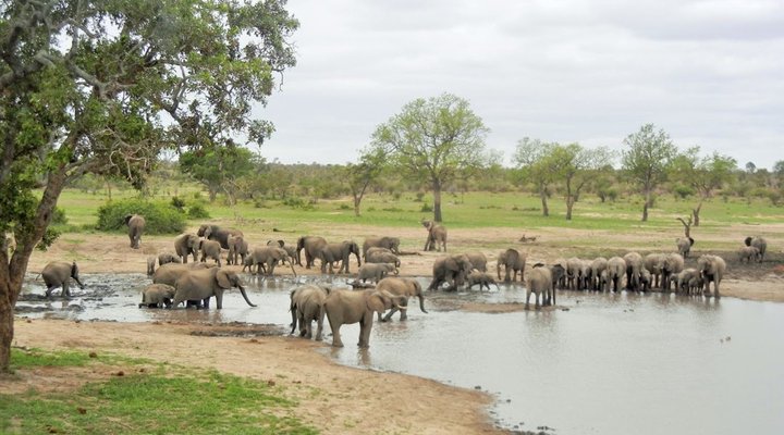 3 Night, 4 Day Marc's Treehouse Kruger Safari