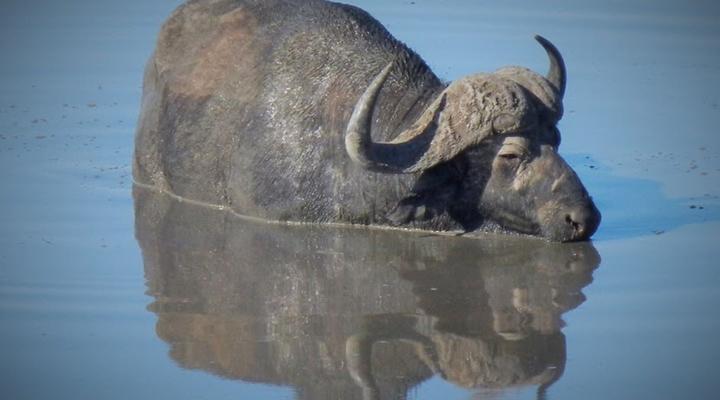 3 Night, 4 Day Tented Lodge Kruger Safari