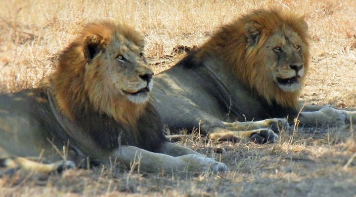 3 Night, 4 Day Marc's Treehouse Kruger Safari