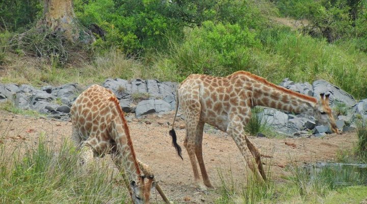 3 Night, 4 Day Katekani Kruger Safari