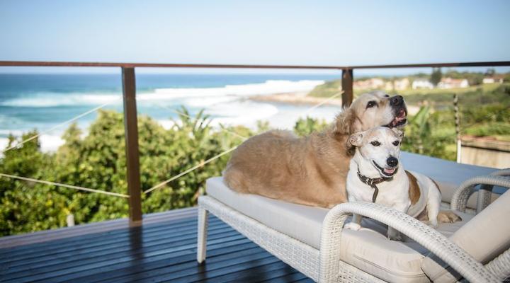 The Beach Cottage on Dolphin Bay