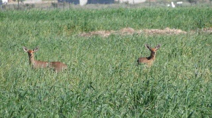 Sandals Self-catering Accommodation