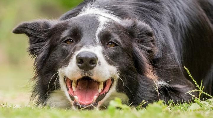 Eagles' Call Cottages & Tent