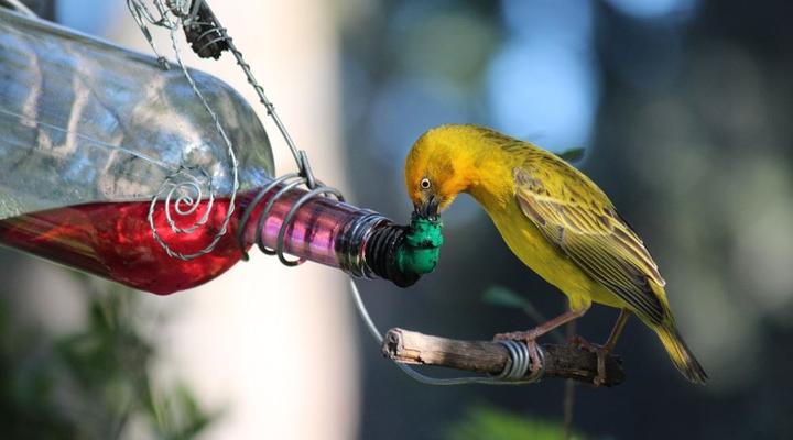 Eagles' Call Cottages & Tent