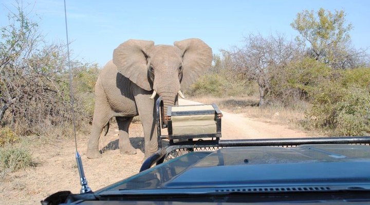 3 Night, 4 Day Katekani Kruger Safari