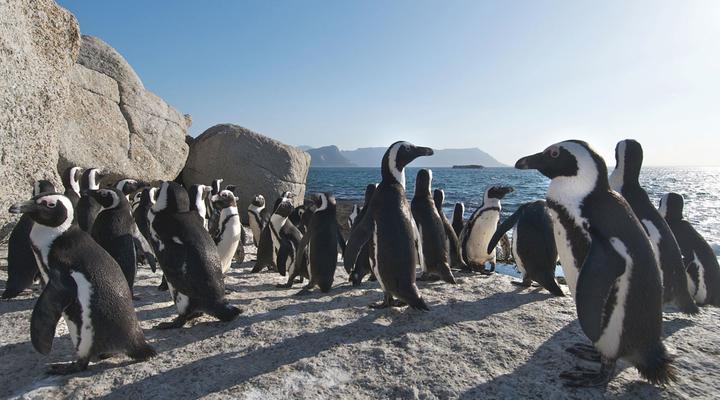 Colona Castle Manor House