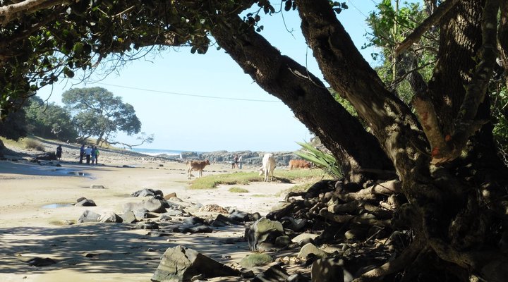 Friends Wild Coast Backpackers