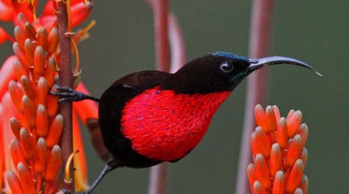 2 Night Safari Package at Berg-en-Dal Rest Camp Kruger National Park SANParks