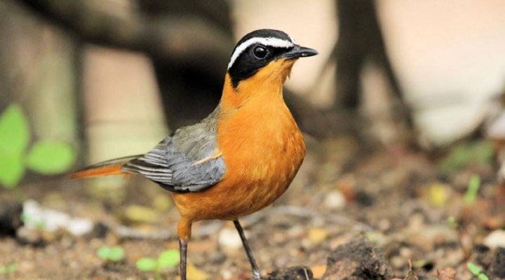 2 Night Safari Package at Berg-en-Dal Rest Camp Kruger National Park SANParks