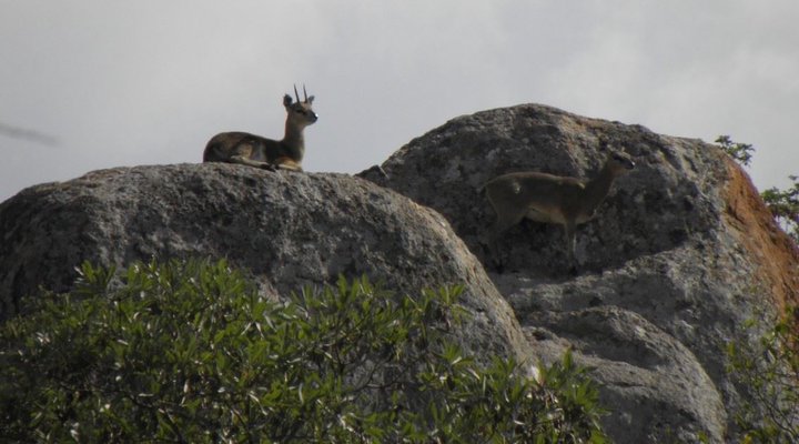 2 Night Safari Package at Berg-en-Dal Rest Camp Kruger National Park SANParks
