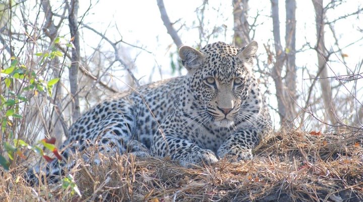 2 Night Safari Package at Berg-en-Dal Rest Camp Kruger National Park SANParks