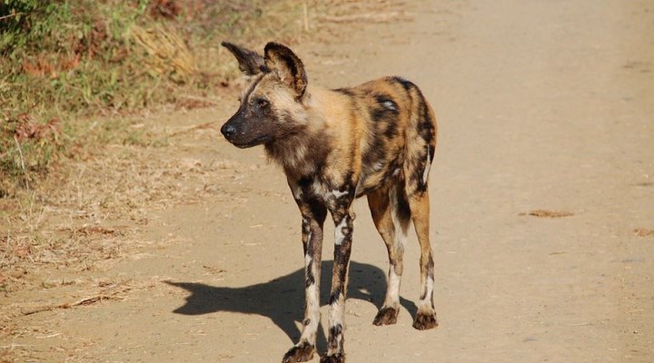 2 Night Safari Package at Berg-en-Dal Rest Camp Kruger National Park SANParks