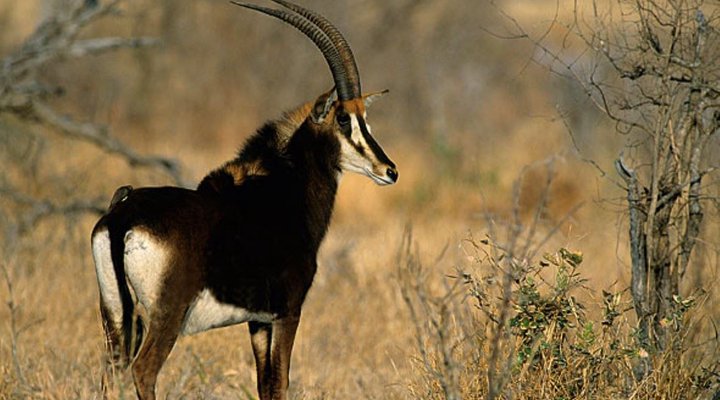 2 Night Safari Package at Pretoriuskop Rest Camp Kruger National Park SANParks