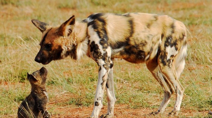 2 Night Safari Package at Pretoriuskop Rest Camp Kruger National Park SANParks