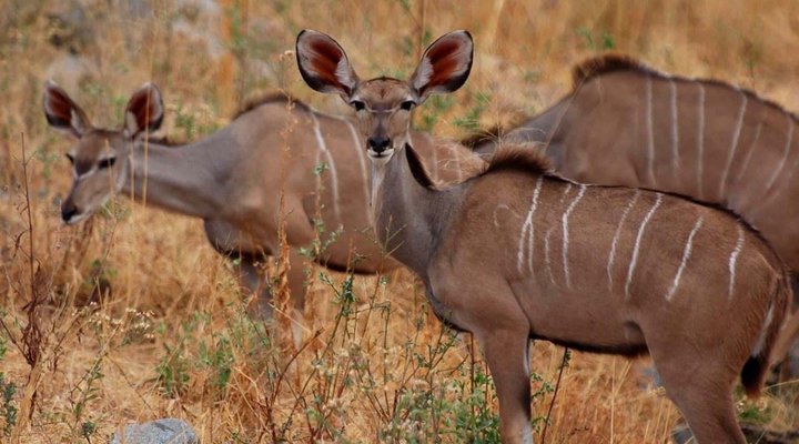 2 Night Safari Package at Pretoriuskop Rest Camp Kruger National Park SANParks