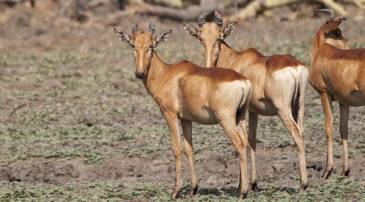 2 Night Safari Package at Pretoriuskop Rest Camp Kruger National Park SANParks