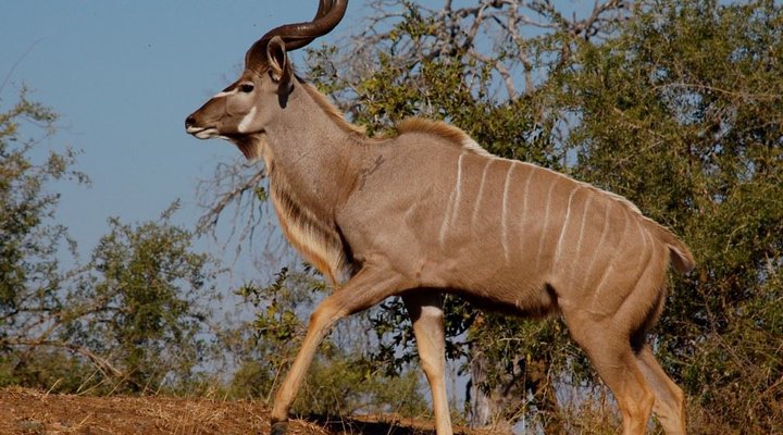2 Night Safari Package at Pretoriuskop Rest Camp Kruger National Park SANParks