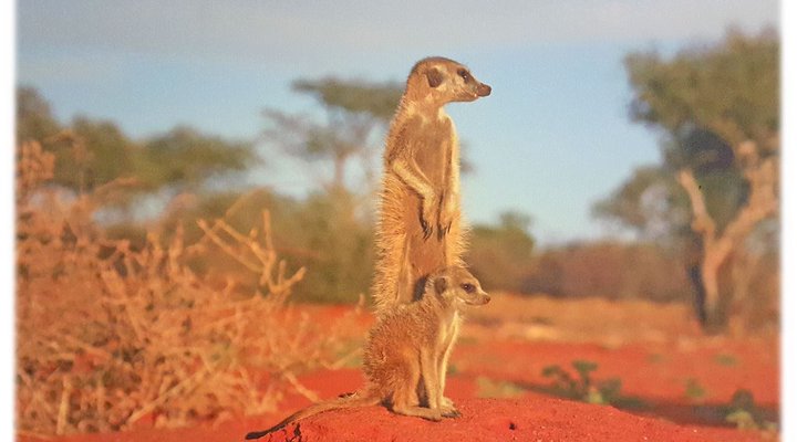 Meerkat Overnight Accommodation