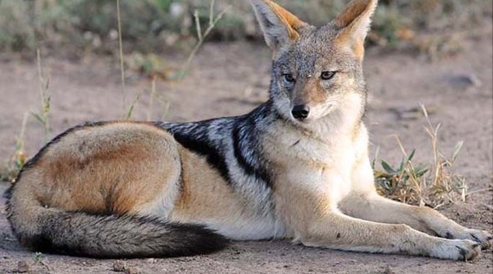 2 Night Safari Package at Tamboti Tented Camp Kruger National Park SANParks