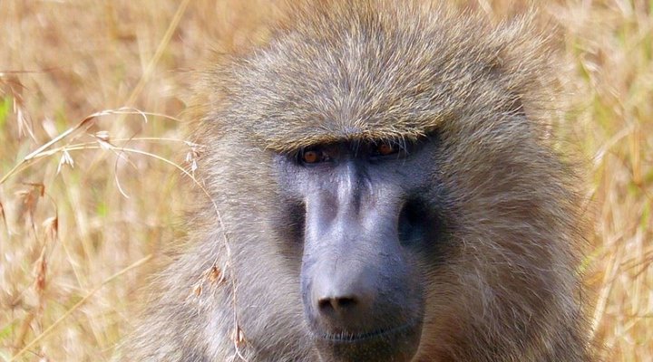 2 Night Safari Package at Tamboti Tented Camp Kruger National Park SANParks