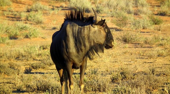 2 Night Safari Package at Tamboti Tented Camp Kruger National Park SANParks