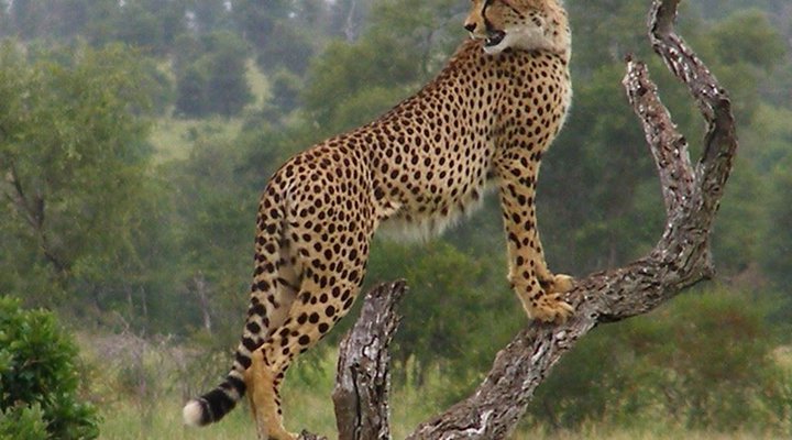 8 Night Best Of Kruger Package