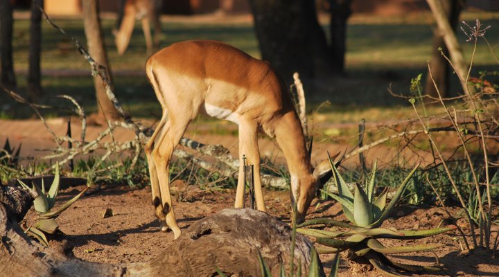 8 Night Best Of Kruger Package