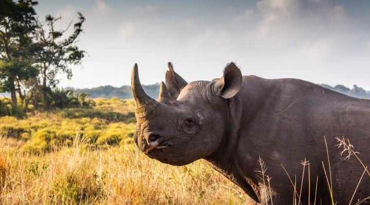 2 Night St Lucia Safari Package