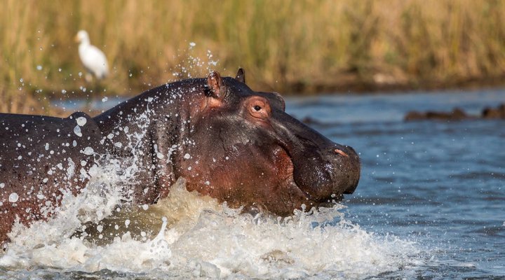 3 Night St Lucia Safari Package