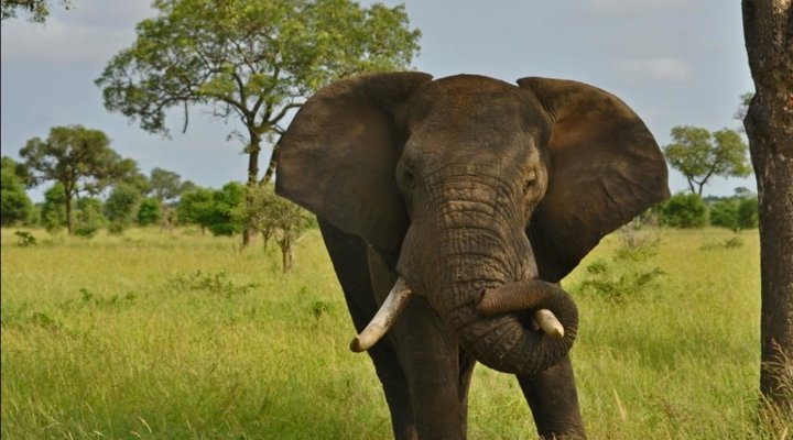 2 Night Hoyo Hoyo Safari Package