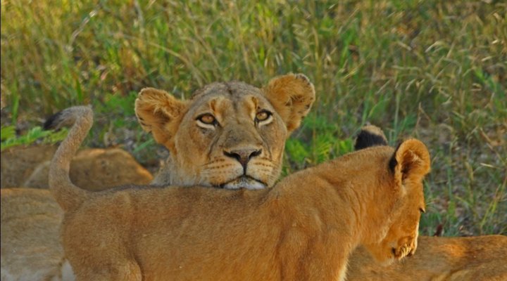 2 Night Hoyo Hoyo Safari Package