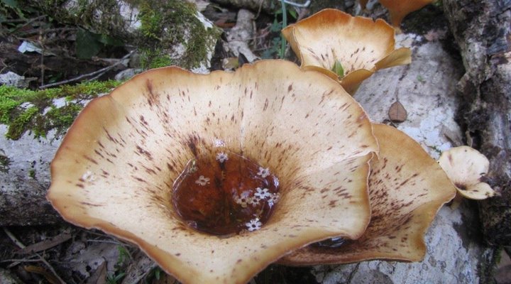 2 Nights at Knysna Lakes Section Garden Route National Park SANParks