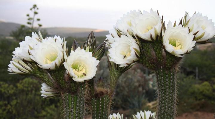 Moroc-Karoo Guesthouse