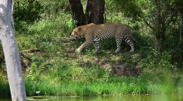 3 Night, 4 Day Private Tour in the African Bush