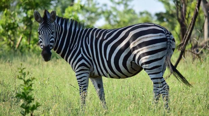 3 Night, 4 Day Private Tour in the African Bush