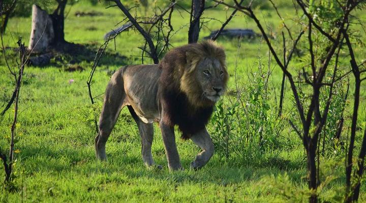 3 Night, 4 Day Private Tour in the African Bush