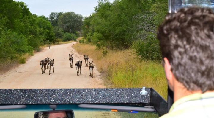 3 Night, 4 Day Private Tour in the African Bush