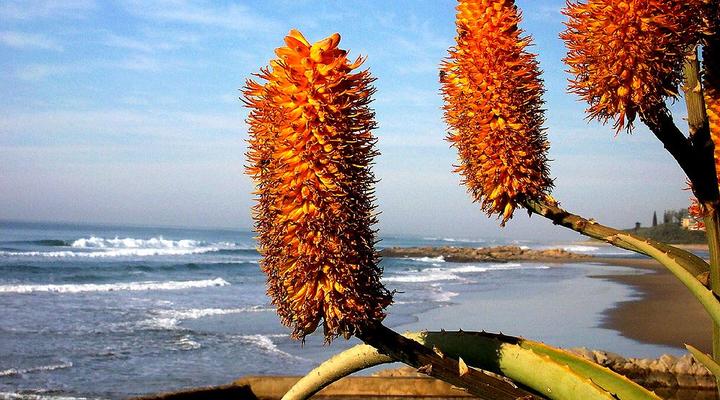 Dolphin & Whale Africa Villa
