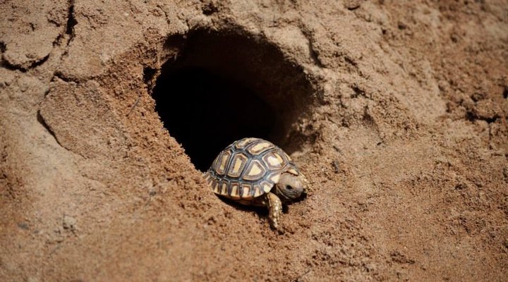 Pumzika Game Farm and Eco-Estate