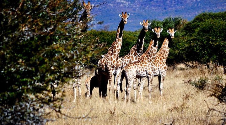 Pumzika Game Farm and Eco-Estate