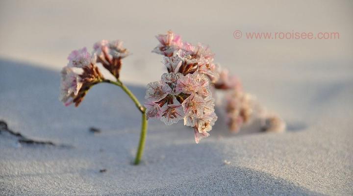 Rooisee Beach Cottage