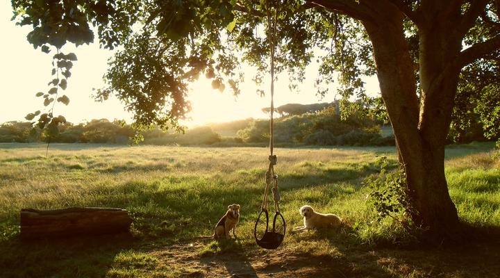 House at Pooh Corner