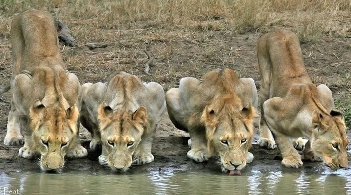 4 Nights, 2 Luxury Lodges in Balule Nature Reserve