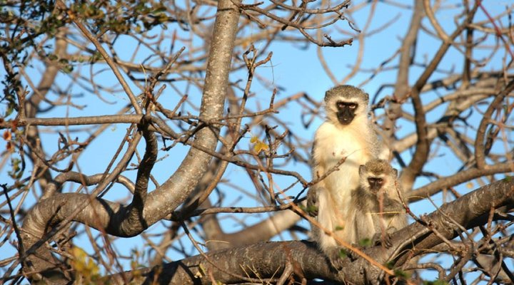 4 Nights, 2 Luxury Lodges in Balule Nature Reserve